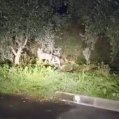 La passeggiata di due lupi nella stazione di servizio 'Le Cave' in via Nazionale (video)