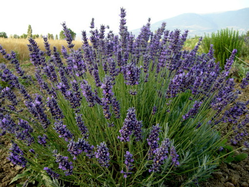 OliOliva: i produttori Lavanda della Riviera dei Fiori promuovono insieme a Cna Imperia i festeggiamenti dei 10 anni di progetto