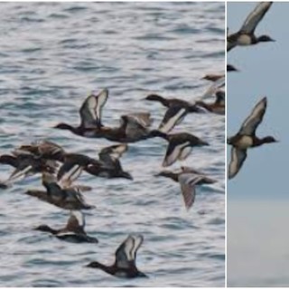 Dopo gli aironi e i cormorani ecco la moretta tabaccata e la marzaiola