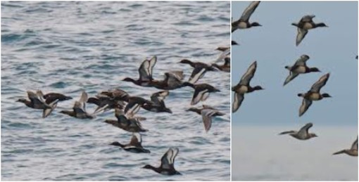 Dopo gli aironi e i cormorani ecco la moretta tabaccata e la marzaiola