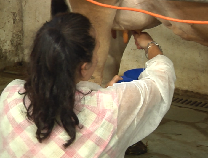 Azienda Agricola &quot;Il Colle&quot;: allevamento, alimentazione e mungitura per un latte di qualità (video)