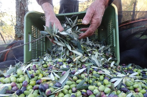 Approvato il Patto di filiera 2024/25 dell'olio extravergine di oliva Riviera Ligure DOP