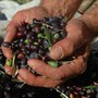 A breve si 'battono' le olive: secondo Coldiretti sarà una stagione fortunata con un 'super olio'