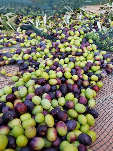 Imperia: incontro di Confartigianato per il progetto Innovazione Valorizzazione delle acque di vegetazione