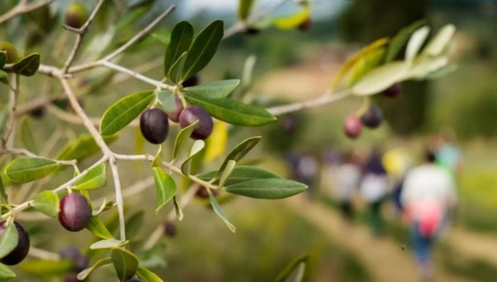 “L’oliveto dei bambini&quot;, a Chiusanico il progetto per i più piccoli dedicato all'olio