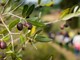 “L’oliveto dei bambini&quot;, a Chiusanico il progetto per i più piccoli dedicato all'olio