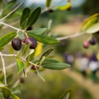 “L’oliveto dei bambini&quot;, a Chiusanico il progetto per i più piccoli dedicato all'olio