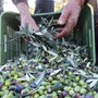 Approvato il Patto di filiera 2024/25 dell'olio extravergine di oliva Riviera Ligure DOP