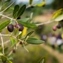 “L’oliveto dei bambini&quot;, a Chiusanico il progetto per i più piccoli dedicato all'olio