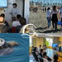 Un nuovo progetto dei Delfini del ponente per la salvaguardia delle tartarughe marine