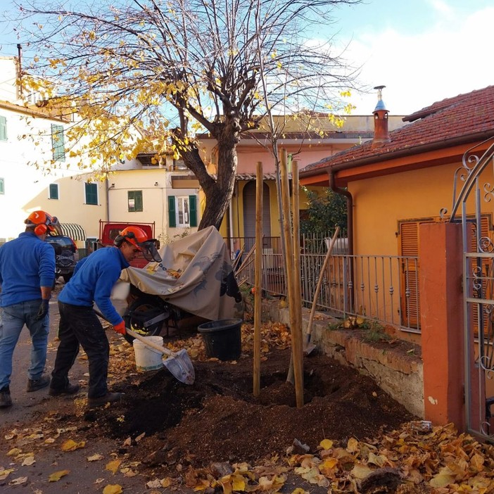 Piantumati due nuovi tigli a Torrazza in sostituzione di quelli abbattuti