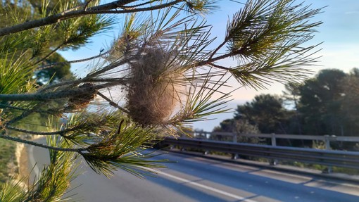 Allarme processionaria a Imperia, attaccati i pini secolari su Capo Berta  (foto e video)