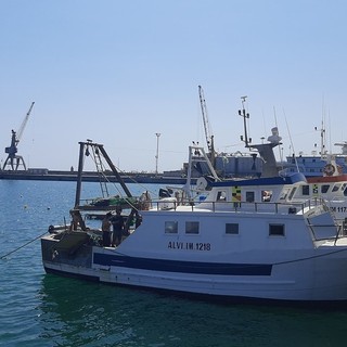 Imperia oasi felice, &quot;graziata&quot; dall'invasione di meduse bianche