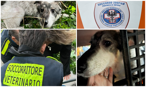 Ritrovata ferita dopo ore di ricerche la cagnolina dispersa nel torrente Impero (foto)