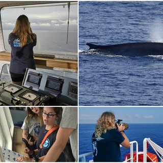 Il Santuario Pelagos osservato speciale da parte di 40 scienziati (foto)