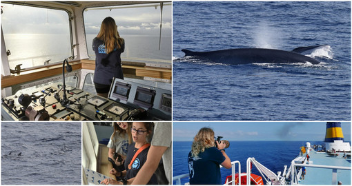 Il Santuario Pelagos osservato speciale da parte di 40 scienziati (foto)