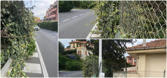 Una siepe di troppo in via Gavi a Imperia, trappola per i pedoni (foto)