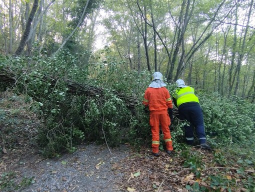 Per crollo di un albero sulla carreggiata, intervento di volontari della Protezione Civile SS. Trinità di Imperia (foto)