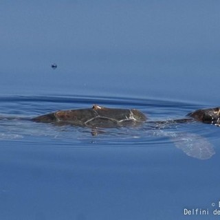 Imperia diventa &quot;Comune amico delle tartarughe marine&quot; aderendo al progetto “Life Turtlenest”