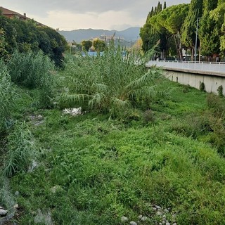 Torrente Impero trasformato in una foresta, richiesti interventi di bonifica per evitare danni in caso di maltempo