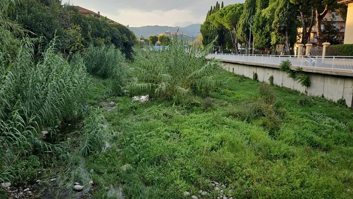 Torrente Impero trasformato in una foresta, richiesti interventi di bonifica per evitare danni in caso di maltempo