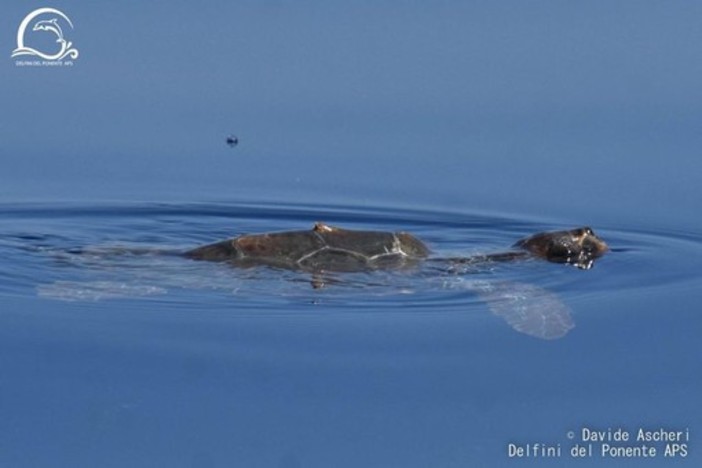 Imperia diventa &quot;Comune amico delle tartarughe marine&quot; aderendo al progetto “Life Turtlenest”