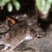 Invasione di topi a Porto Maurizio, boom di segnalazioni