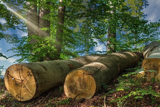 Il Parco naturale del Marguareis, al confine tra Piemonte e Liguria, si trasforma in un “laboratorio di selvicoltura”