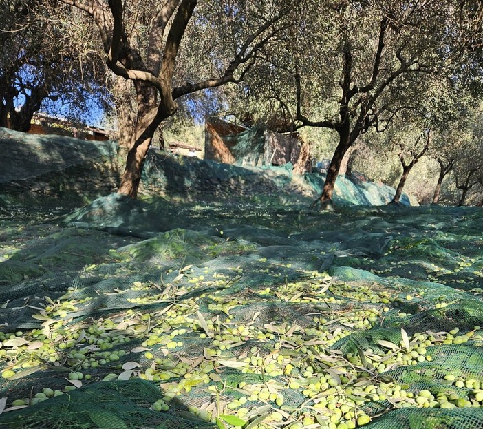 LIGURIA VERDE. L’olio di Ranzo, un'eccellenza ligure tra tradizione e qualità