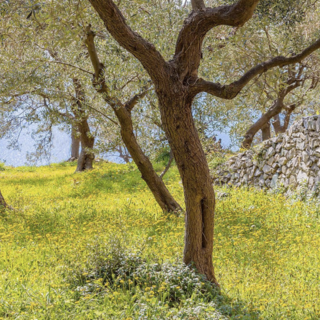 Olioliva per riscoprire gli antichi sapori della nostra terra