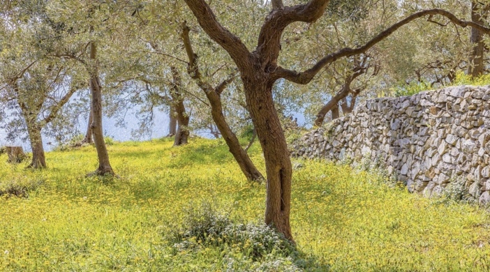 Olioliva per riscoprire gli antichi sapori della nostra terra