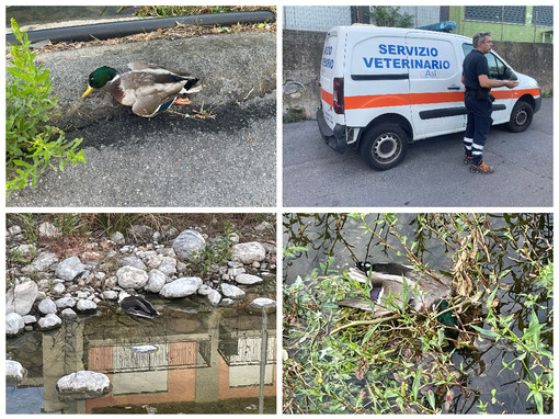 Diano Marina, moria di volatili nel torrente Evigno: recuperate 12 carcasse, indagine dell’Asl (foto)