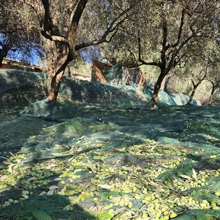 LIGURIA VERDE. L’olio di Ranzo, un'eccellenza ligure tra tradizione e qualità