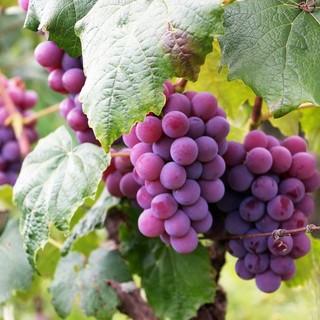 Nasce “Vitis Olea” un progetto dedicato alla caratterizzazione e conservazione della agrobiodiversità