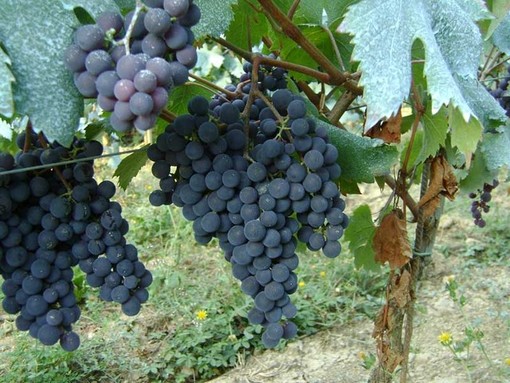 Economia &amp; Territorio: la prossima vendemmia &quot;vincerà&quot; nonostante siccità e alte temperature