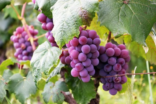 Nasce “Vitis Olea” un progetto dedicato alla caratterizzazione e conservazione della agrobiodiversità