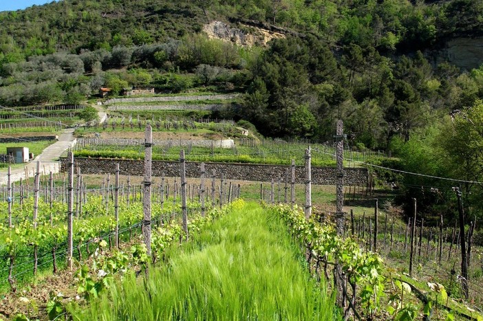 U Baccan ’22 dell’azienda Bruna di Ranzo premiato dal Gambero Rosso