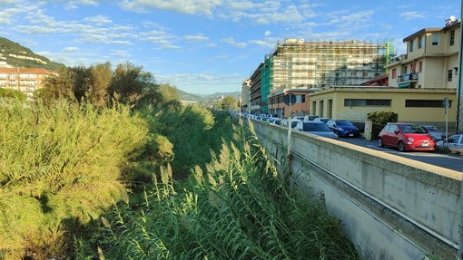 Carcassa di cinghiale nel fiume Impero, la recuperano i vigili del fuoco