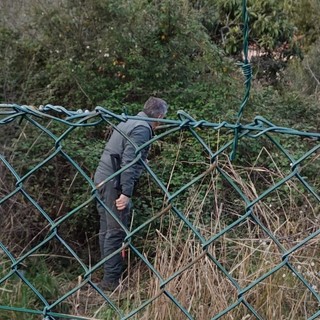 Cinghiali, residenti dei Piani segnalano la presenza di agenti armati tra le case e temono l'abbattimenti di scrofe e cuccioli