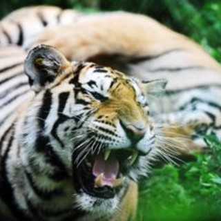 Tigre tenta di sbranare l'addestratrice, panico al parco divertimenti