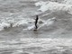 In surf sul Brenta, show a Bassano: il video spopola