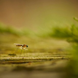 Migliora il Comfort del tuo Giardino: Scopri come Scegliere il Servizio di Disinfestazione Ideale